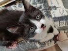 Котёнок компанейский мальчуган объявление продам