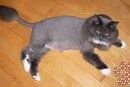 Стрижка кошек и больших собак с выездом на дом