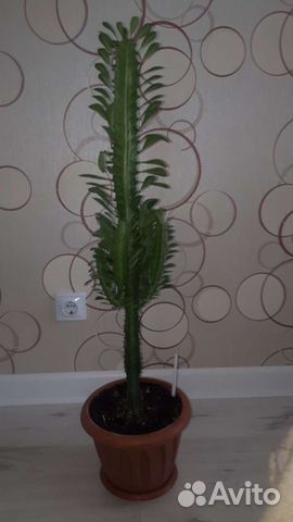 Домашние растения