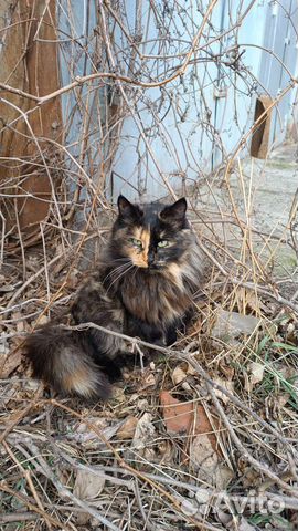 Кошка и кот в добрые руки