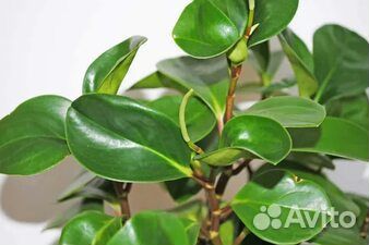 Пеперомия туполистная