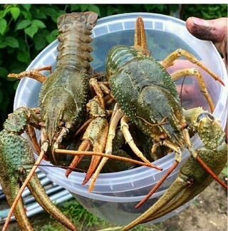 Раки и Креветки живые/вареные Актуальный Прайс