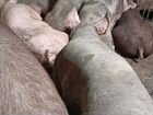 Ремонтные свинки
