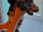 Русский кокер спаниель, щенок, 2 месяца объявление продам