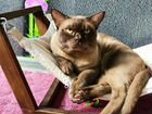 Бурманский котик ищет дом объявление продам