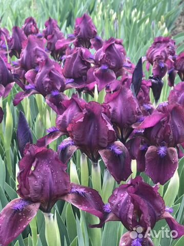 Ирисы карликовые