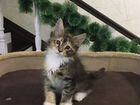 Кошки Мейн-Кун объявление продам