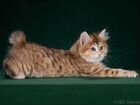 Прекрасные котята Курильские бобтейлы объявление продам