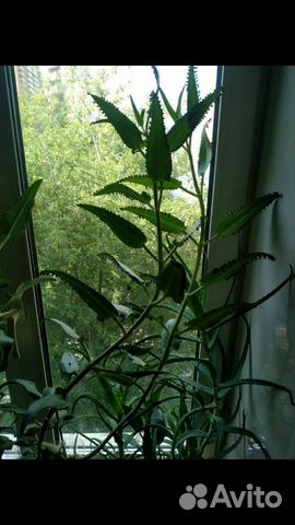 Каланхоэ, Алоэ от кашля, насморка