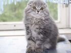 Вислоухая персидская кошка 1,6 года