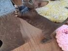 Котёнок серенький корниш-рекс