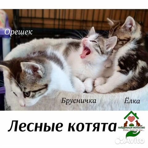 Лесные котята