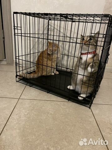 Клетка для перевозки собак и кошек Аренда