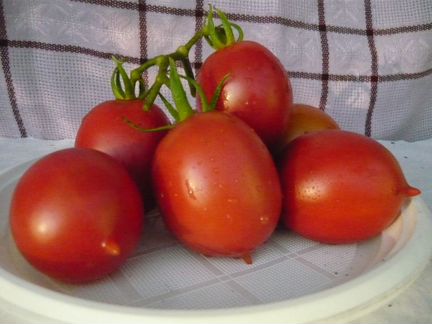 Семена сортовых томатов