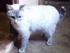 Сиамская кошка в добрые руки объявление продам