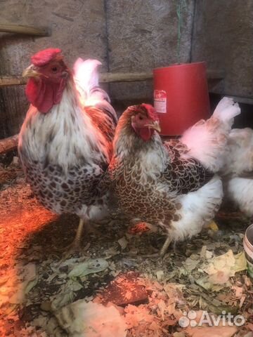 Инкубационное яйцо породистых кур