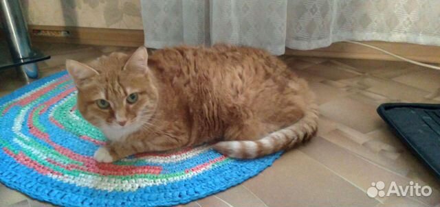 Передержка для кошек