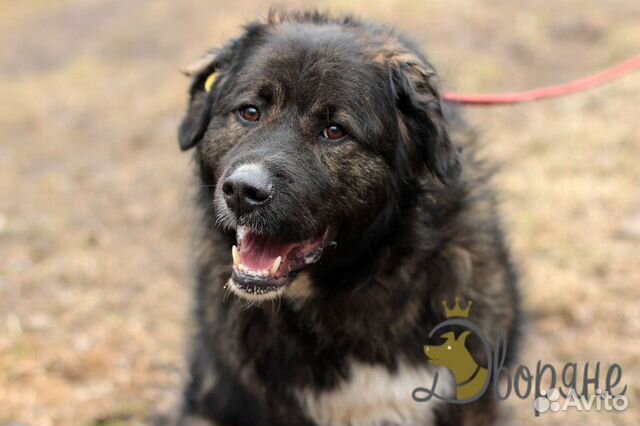 Отличная собака на охрану Барон