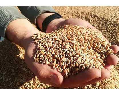 Зерно пшеница дробленка