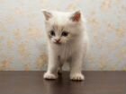 Котенок Сибирской породы объявление продам