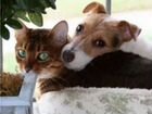 Передержка собак и кошек в частном доме