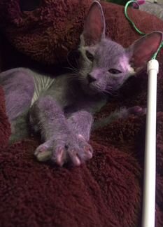 Стерилизация. Кастрация на дому Ветврач