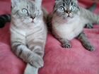 Шотландские котята Линкс Поинт объявление продам