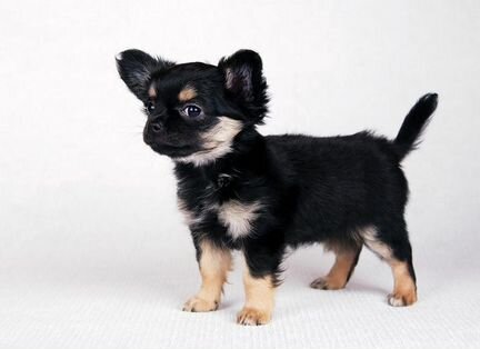 Вязка Чихуахуа кобель, чёрный