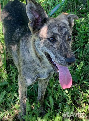 Собака в добрые руки