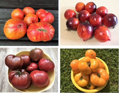 Семена томатов из проекта 