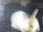 Кролики калифорнийской породы(бесплатная доставка)