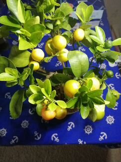 Мандариновое дерево