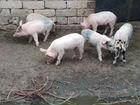 Свиноматка с поросятами объявление продам
