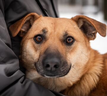 Фрея - собака ищет дом