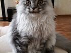 Вязка шотландского длинношерстного вислоухого кота объявление продам