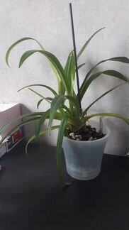 Phragmipedium Hanne Popow x longifolium