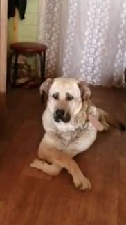 Собака в дар а добрые руки