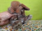 Кролик карликовый из питомника объявление продам