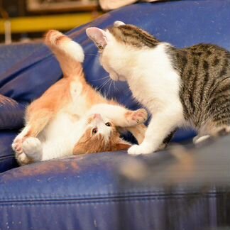 Котенок в добрые руки