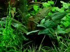Растения для аквариума, Аквалеон - (Хабаровск) объявление продам