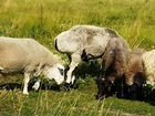 Овцематки, ярки на племя объявление продам