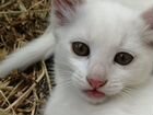 Никки белый котенок