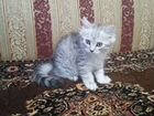 Персидский котик объявление продам