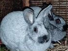 Кролики, взрослые самцы, самки и крольчата