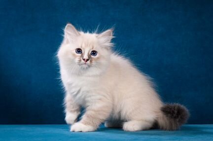 Невские Маскарадные котята