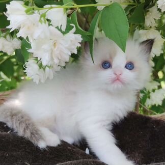 Котята рэгдольчики, для души и шоу