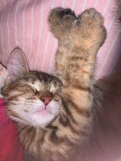 Кошка
