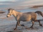 Лошадь орловской породы объявление продам