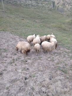 Овцы бараны ягнята оптом - фотография № 4