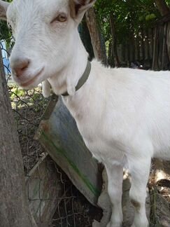 Зааненская коза - фотография № 9